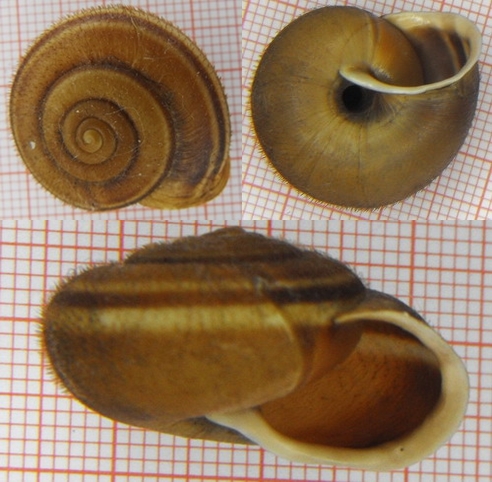 Chilostoma (Campylea) in Italia